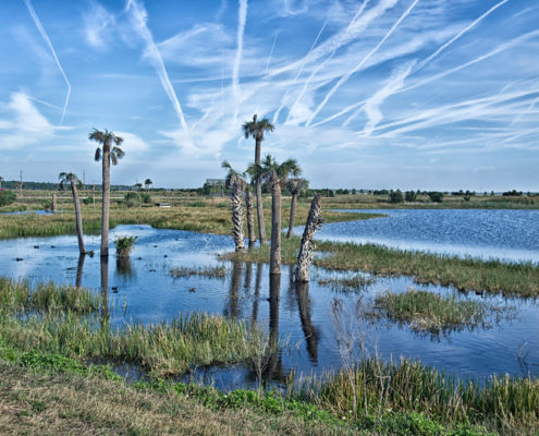 wetlands Image | Viera Florida